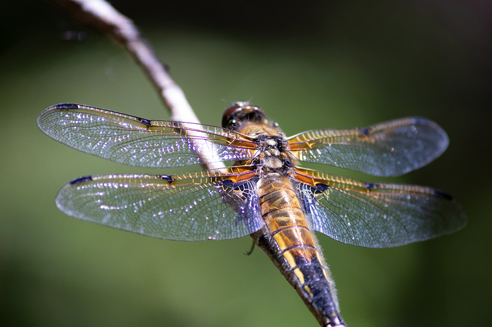 Kuva sudenkorennosta käyttäen PNG-kuvatiedostomuotoa