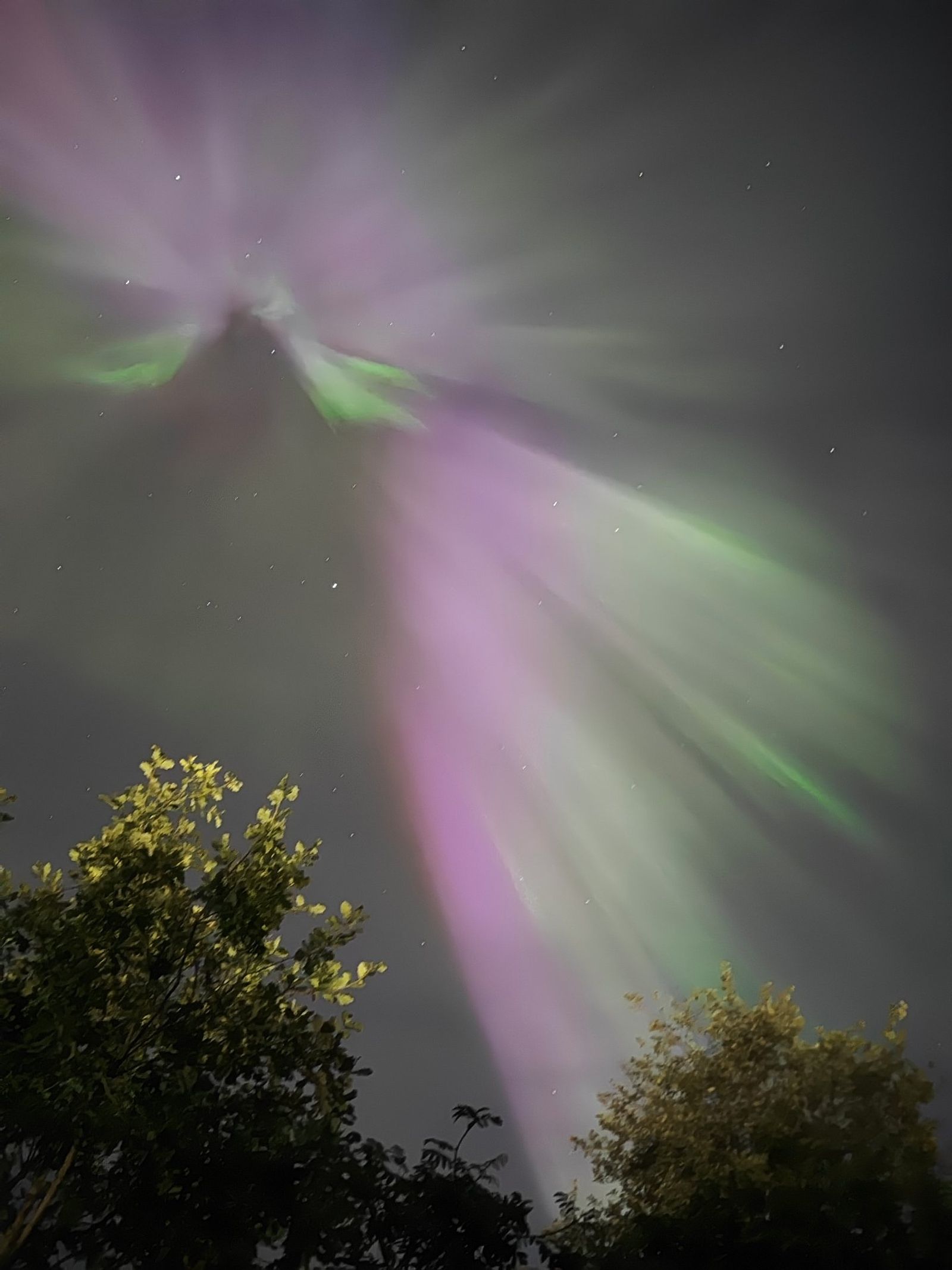 Pystysuora kuva värikkäistä revontulista, alla puita.