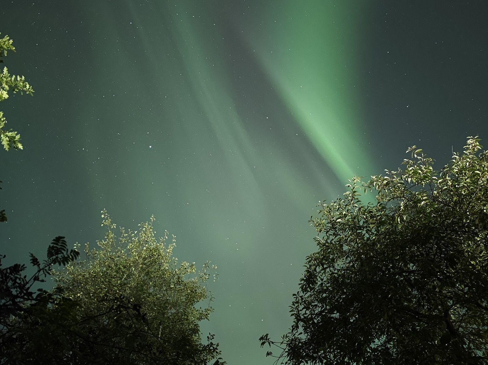 Vihreät revontulet taivaalla vihreiden puiden yllä