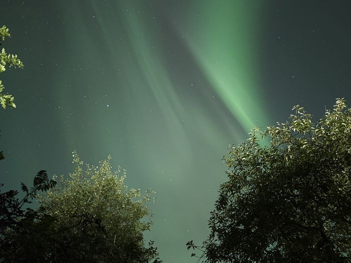 Vihreät revontulet taivaalla vihreiden puiden yllä