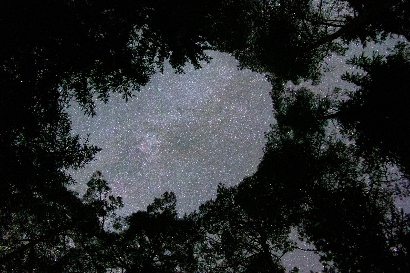 Linnunrata katsottuna ylöspäin keskellä metsää, puut ympäröivät tähtitaivasta
