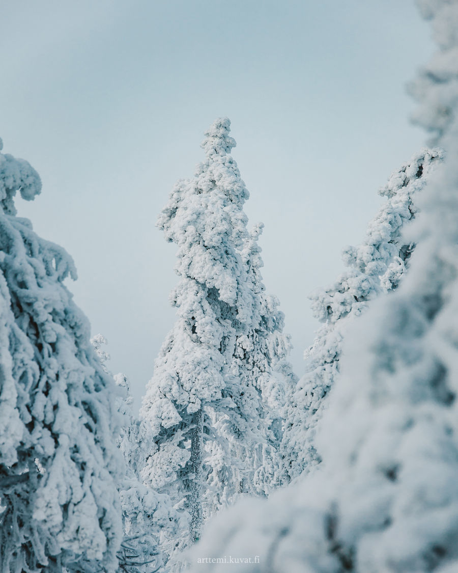 Lumiset puut Suomen talvella vaalean taivaan alla