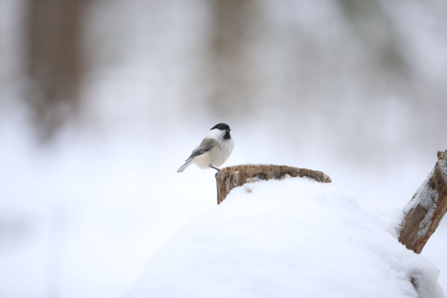 Hömötiainen seisomassa kannon päällä lumisessa luonnossa