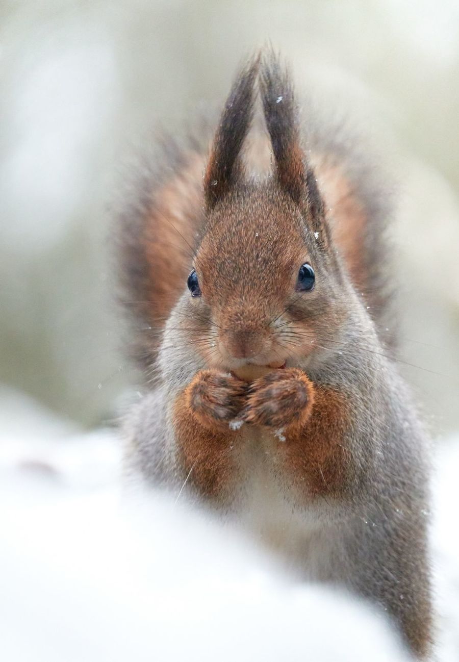 Orava syömässä pähkinää lumihangessa