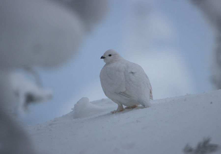 Riekko -lintu lumessa talvella