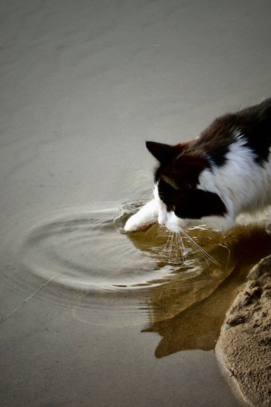 Kissa pistää tassunsa veteen
