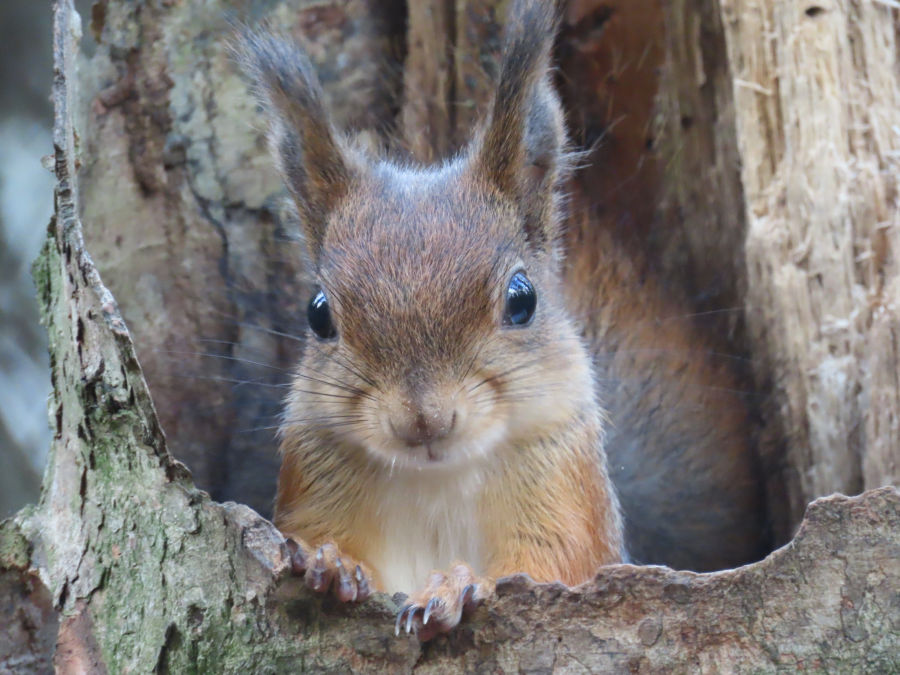 Orava kurkistaa puunrungon sisältä