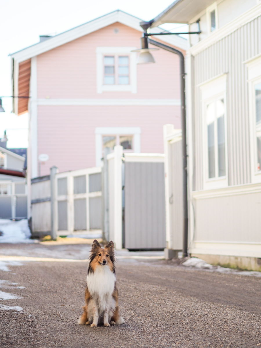 Koira istuu kiltisti tiellä talojen välissä